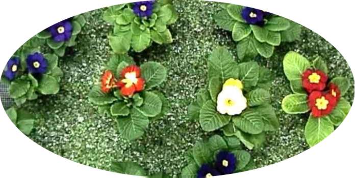 Ground Cover